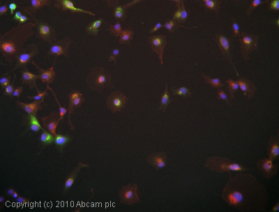 Immunocytochemistry/ Immunofluorescence - Anti-AGE (Advanced Glycation End-products) antibody (AB23722), expandable thumbnail