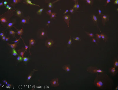 Immunocytochemistry/ Immunofluorescence - Anti-AGE (Advanced Glycation End-products) antibody (AB23722)