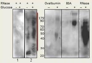 Western blot - Anti-AGE antibody (AB176173)
