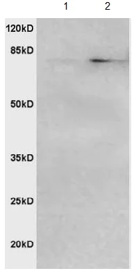 Western blot - Anti-AGGF1 antibody (AB203680)