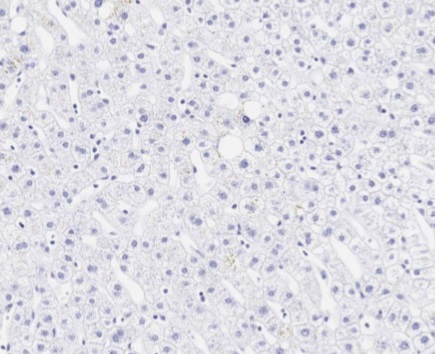 Immunohistochemistry (Formalin/PFA-fixed paraffin-embedded sections) - Anti-Aggrecan antibody [6-B-4] (AB3778), expandable thumbnail