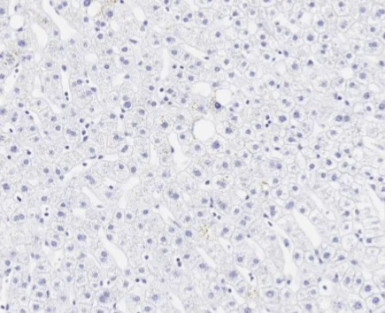 Immunohistochemistry (Formalin/PFA-fixed paraffin-embedded sections) - Anti-Aggrecan antibody [6-B-4] - BSA and Azide free (AB255969)