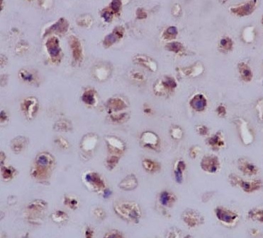 Immunohistochemistry (Formalin/PFA-fixed paraffin-embedded sections) - Anti-Aggrecan antibody [EPR14664] - BSA and Azide free (AB232628)