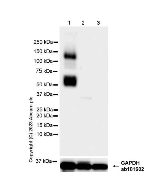 Western blot - Anti-Aggrecan antibody [EPR28034-86] - BSA and Azide free (AB313637)