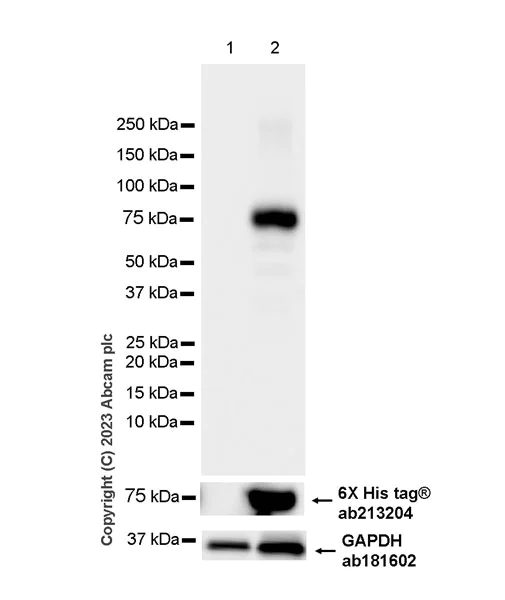 Western blot - Anti-Aggrecan antibody [EPR28034-86] - BSA and Azide free (AB313637)