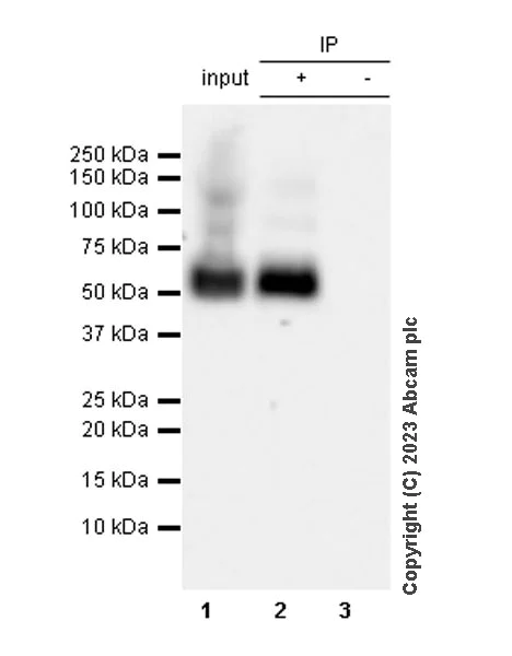 Immunoprecipitation - Anti-Aggrecan antibody [RM2036] - BSA and Azide free (AB315487)