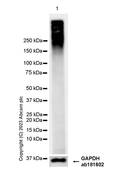 Western blot - Anti-Aggrecan antibody [RM2036] - BSA and Azide free (AB315487)