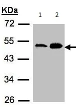 Western blot - Anti-AGK antibody (AB137616)