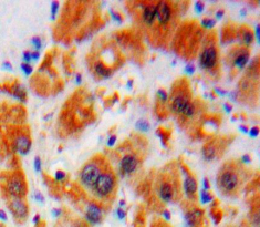 Immunohistochemistry (Formalin/PFA-fixed paraffin-embedded sections) - Anti-AGMAT antibody (AB231894)