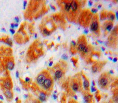 Immunohistochemistry (Formalin/PFA-fixed paraffin-embedded sections) - Anti-AGMAT antibody (AB231894)