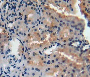 Immunohistochemistry (Formalin/PFA-fixed paraffin-embedded sections) - Anti-AGMAT antibody (AB231894)