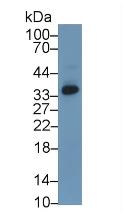 Western blot - Anti-AGMAT antibody (AB231894)