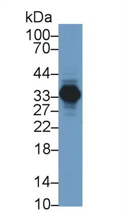 Western blot - Anti-AGMAT antibody (AB231894)
