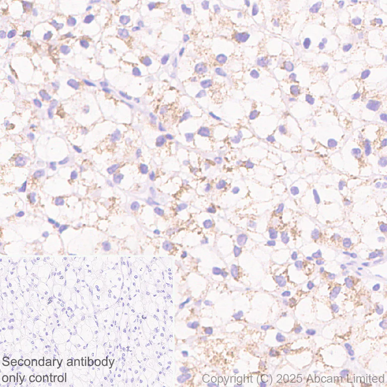 Immunohistochemistry (Formalin/PFA-fixed paraffin-embedded sections) - Anti-AGMAT antibody [EPR30229-20] (AB325541)