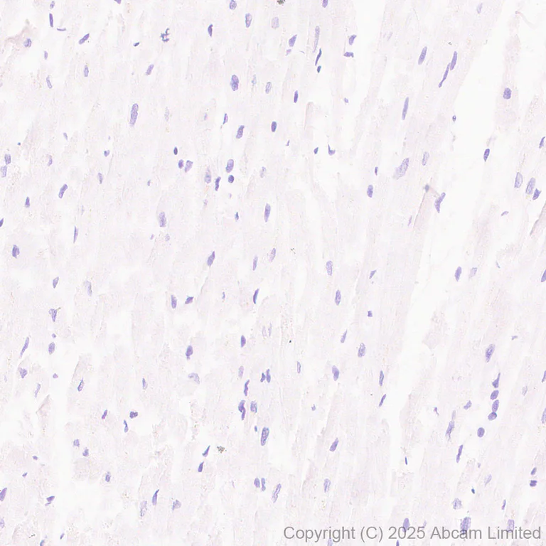 Immunohistochemistry (Formalin/PFA-fixed paraffin-embedded sections) - Anti-AGMAT antibody [EPR30229-20] (AB325541)