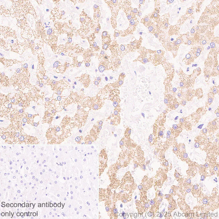 Immunohistochemistry (Formalin/PFA-fixed paraffin-embedded sections) - Anti-AGMAT antibody [EPR30229-20] (AB325541)