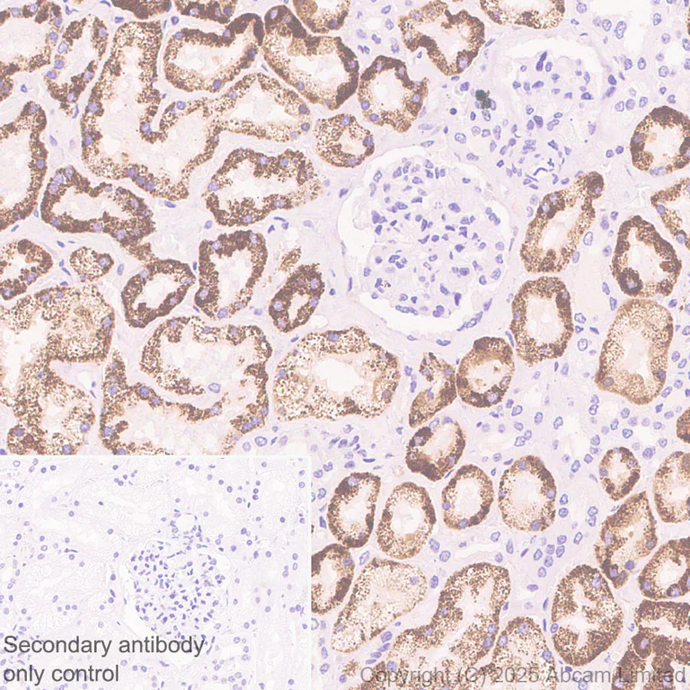 Immunohistochemistry (Formalin/PFA-fixed paraffin-embedded sections) - Anti-AGMAT antibody [EPR30229-20] - BSA and Azide free (AB325657)