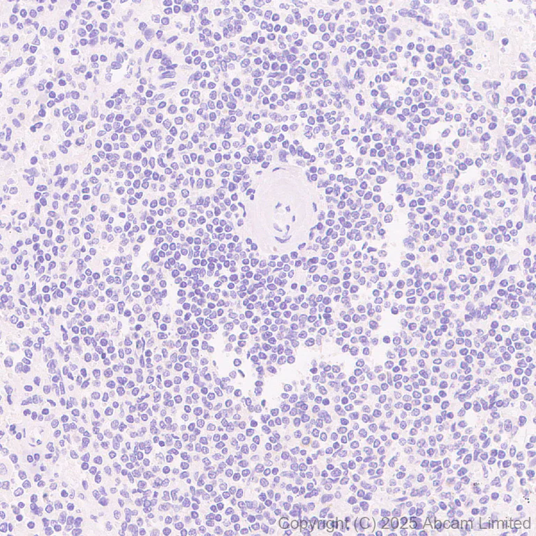 Immunohistochemistry (Formalin/PFA-fixed paraffin-embedded sections) - Anti-AGMAT antibody [EPR30229-20] - BSA and Azide free (AB325657)
