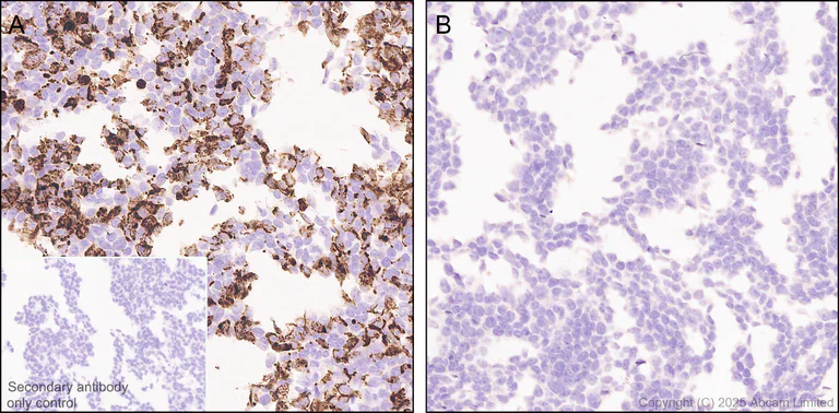 Immunohistochemistry (Formalin/PFA-fixed paraffin-embedded sections) - Anti-AGMAT antibody [EPR30229-20] - BSA and Azide free (AB325657)