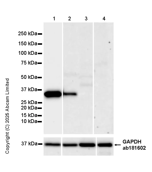 Western blot - Anti-AGMAT antibody [EPR30229-20] - BSA and Azide free (AB325657)