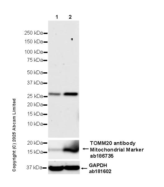 Western blot - Anti-AGMAT antibody [EPR30229-20] - BSA and Azide free (AB325657)