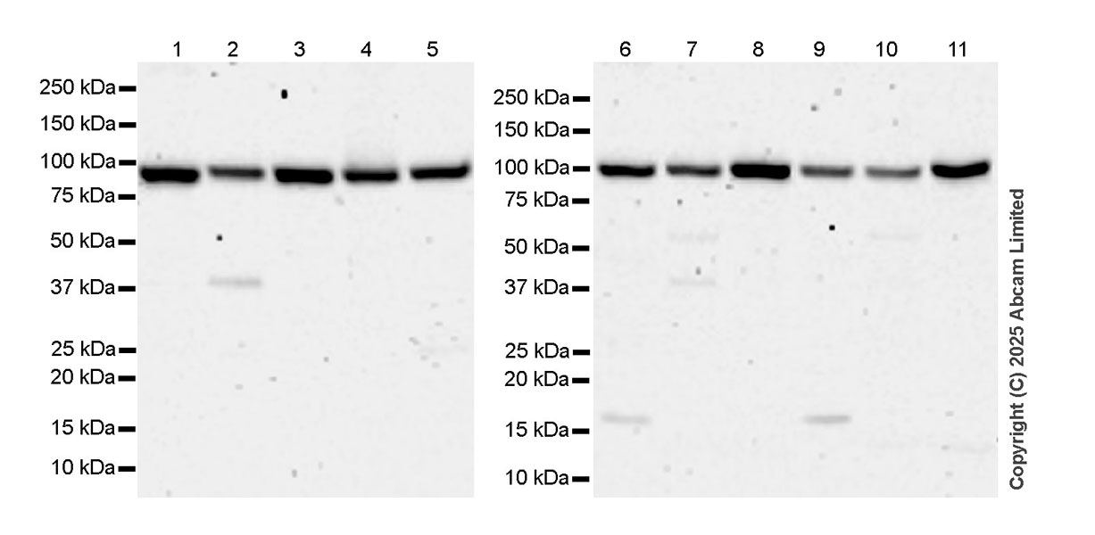 Western blot - Anti-AGO1 + AGO2 + AGO3 + AGO4 antibody  [RM1196] (AB323834), expandable thumbnail