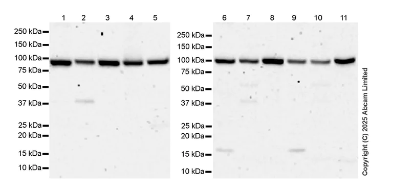 Western blot - Anti-AGO1 + AGO2 + AGO3 + AGO4 antibody [RM1196] (AB323834)