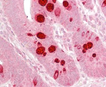 Immunohistochemistry (Formalin/PFA-fixed paraffin-embedded sections) - Anti-Ago1 antibody (AB129304)