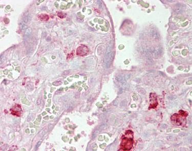 Immunohistochemistry (Formalin/PFA-fixed paraffin-embedded sections) - Anti-Ago1 antibody (AB129304)
