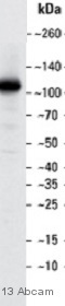 Western blot - Anti-Ago1 antibody (AB5070), expandable thumbnail