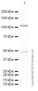 Western blot - Anti-Ago1 antibody (AB5070)