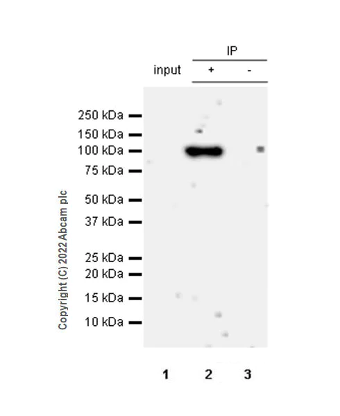 Immunoprecipitation - Anti-Ago1 antibody [EPR25441-8] (AB300152)