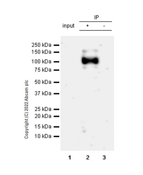 Immunoprecipitation - Anti-Ago1 antibody [EPR25441-8] (BSA and Azide free) (AB300153), expandable thumbnail