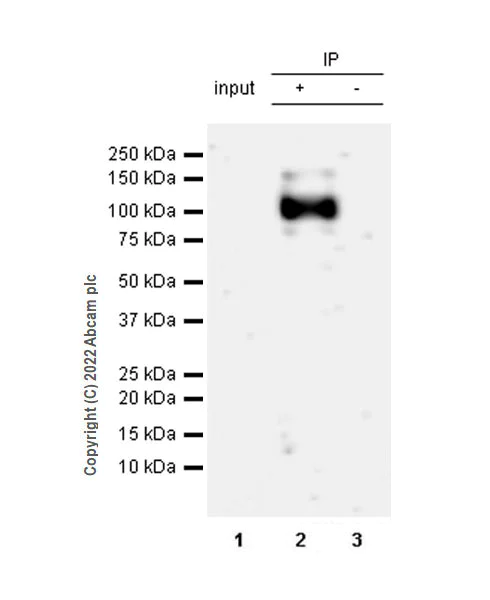 Immunoprecipitation - Anti-Ago1 antibody [EPR25441-8] (BSA and Azide free) (AB300153)