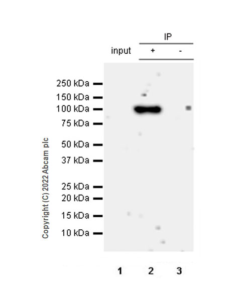 Immunoprecipitation - Anti-Ago1 antibody [EPR25441-8] (BSA and Azide free) (AB300153), expandable thumbnail