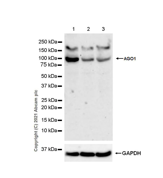 Western blot - Anti-Ago1 antibody [EPR25441-8] (BSA and Azide free) (AB300153)