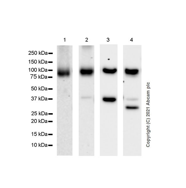 Western blot - Anti-Ago1 antibody [EPR25441-8] (BSA and Azide free) (AB300153), expandable thumbnail