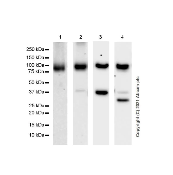 Western blot - Anti-Ago1 antibody [EPR25441-8] (BSA and Azide free) (AB300153)