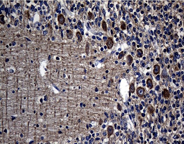 Immunohistochemistry (Formalin/PFA-fixed paraffin-embedded sections) - Anti-Ago1 antibody [OTI4G1] (AB279392)