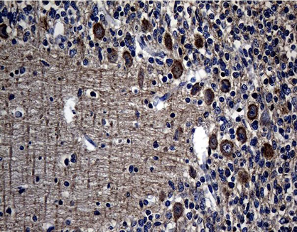 Immunohistochemistry (Formalin/PFA-fixed paraffin-embedded sections) - Anti-Ago1 antibody [OTI4G1] (AB279392)
