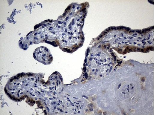 Immunohistochemistry (Formalin/PFA-fixed paraffin-embedded sections) - Anti-Ago1 antibody [OTI4G1] (AB279392)