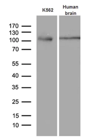 Western blot - Anti-Ago1 antibody [OTI4G1] (AB279392)