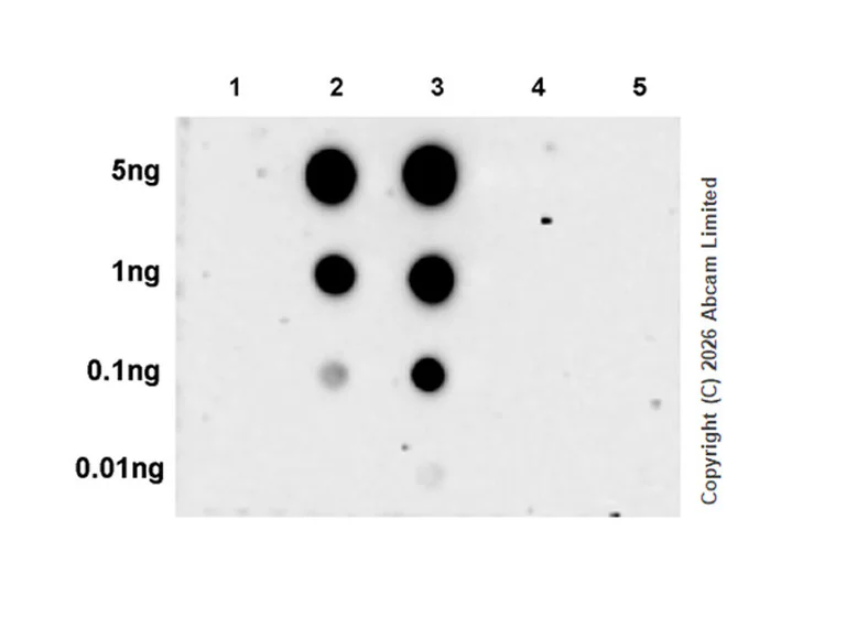 Dot Blot - Anti-AGO2(phospho S387) antibody [EPR29226-168] (AB326569)
