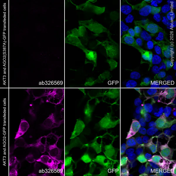 Immunocytochemistry/ Immunofluorescence - Anti-AGO2(phospho S387) antibody [EPR29226-168] (AB326569)