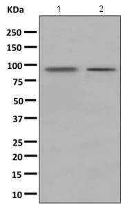 Western blot - Anti-AGO3 antibody [EPR9576] (AB154844)
