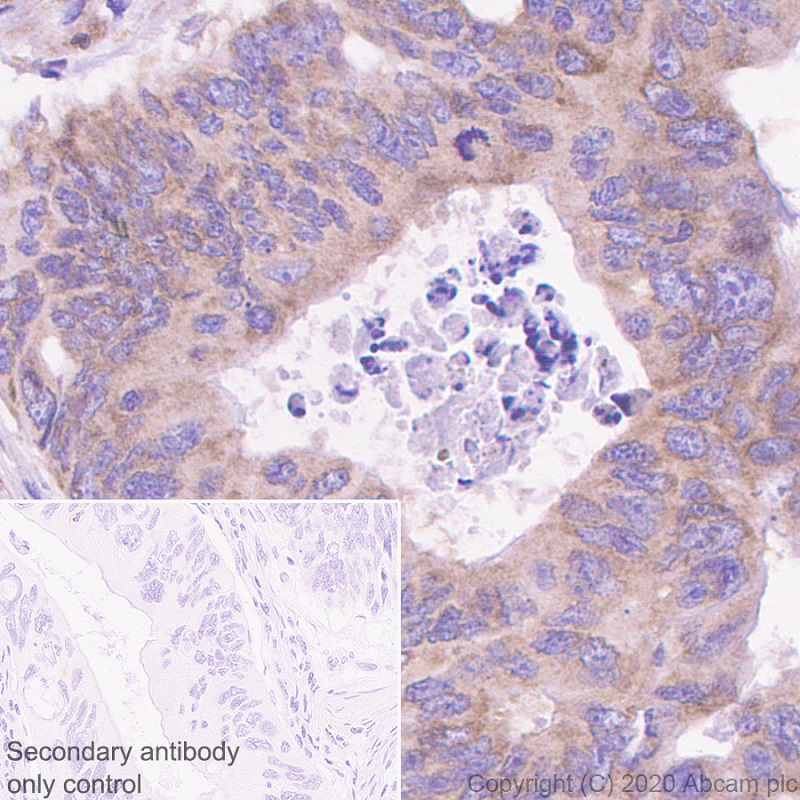 Immunohistochemistry (Formalin/PFA-fixed paraffin-embedded sections) - Anti-AGO4 antibody [EPR23799-22] (AB259821)