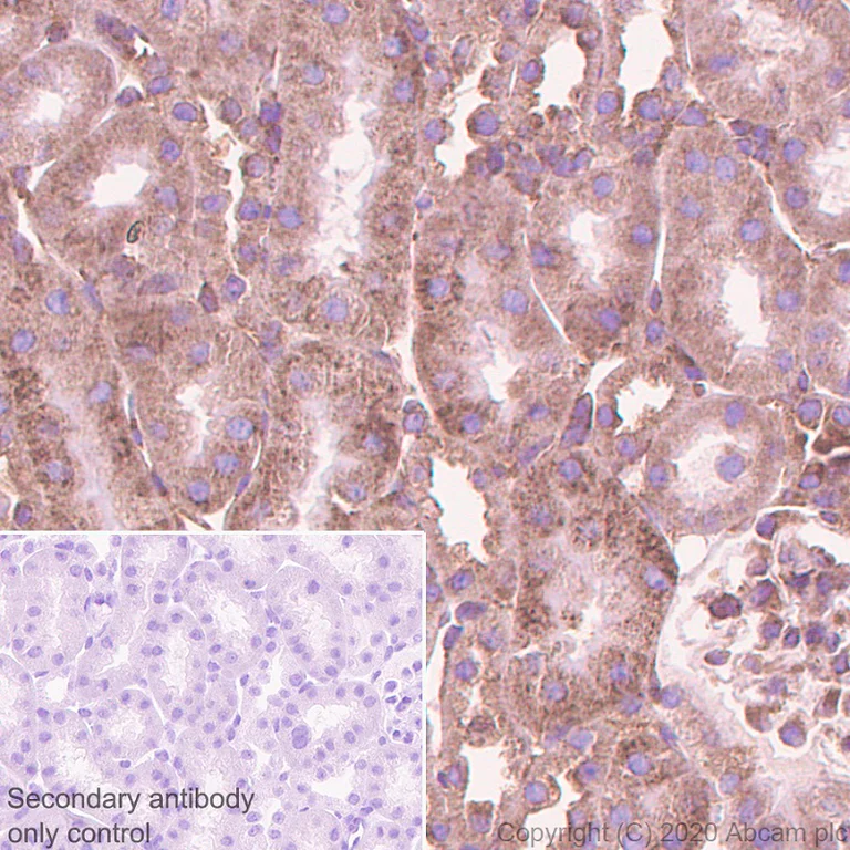 Immunohistochemistry (Formalin/PFA-fixed paraffin-embedded sections) - Anti-AGO4 antibody [EPR23799-22] (AB259821)