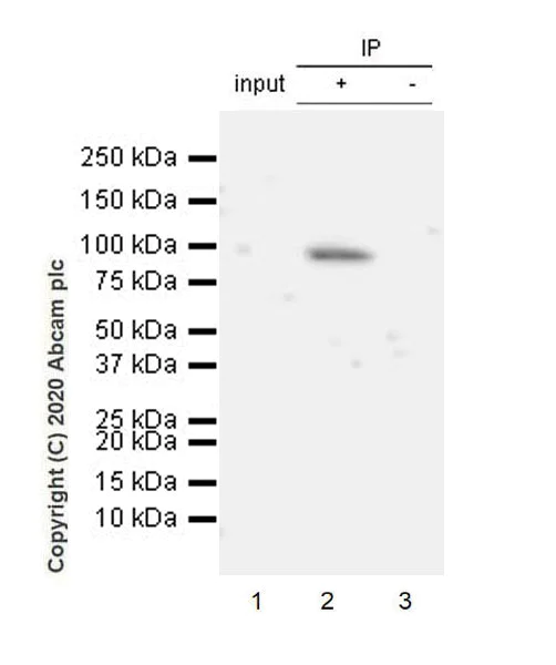 Immunoprecipitation - Anti-AGO4 antibody [EPR23799-22] (AB259821)
