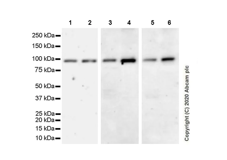 Western blot - Anti-AGO4 antibody [EPR23799-22] (AB259821)