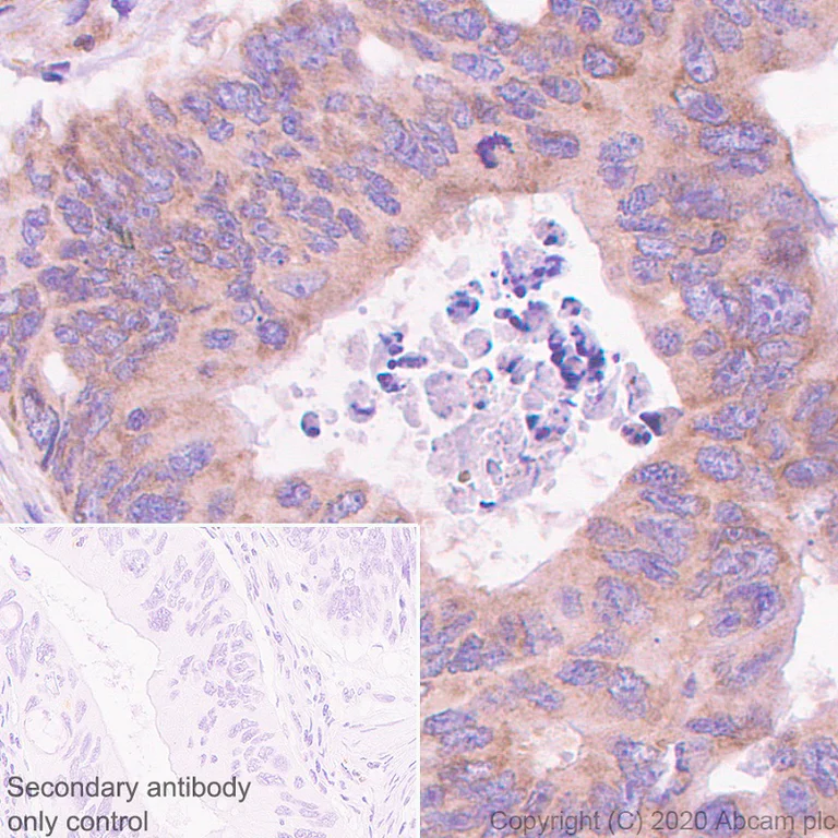 Immunohistochemistry (Formalin/PFA-fixed paraffin-embedded sections) - Anti-AGO4 antibody [EPR23799-22] - BSA and Azide free (AB275966)